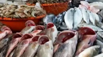 1764668537 زيادة أسعار البلطي والمأكولات البحرية في سوق العبور اليوم.webp