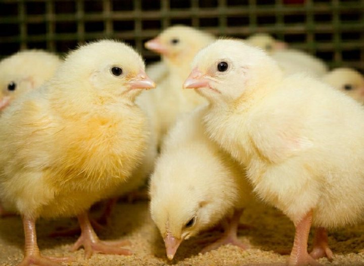 عمر يوم.. سعر الكتكوت الأبيض اليوم في بورصة الدواجن وجميع الشركات المنتجة