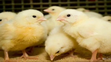 62284048213c5e55577b75a7 1