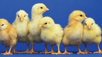 export.1.1154824 1763 091706