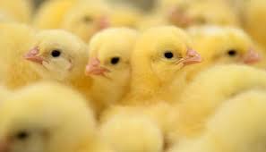 images 2025 12 07T204524.620