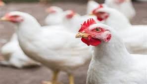 images 2025 12 08T112244.363