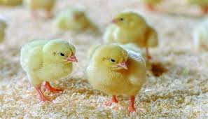 images 2025 12 12T192421.240