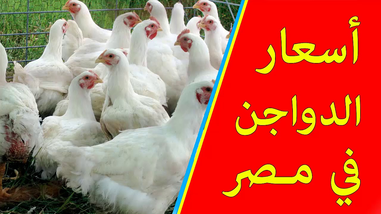 سعر الفراخ البيضاء اليوم الثلاثاء 9 ديسمبر 2025 في بورصة الدواجن والأسواق المصرية