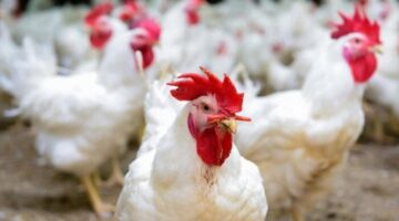 أسعار الدجاج النهارده الثلاثاء 2 ديسمبر 2025 في السوق