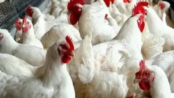 أسعار الدواجن والبانيه نزلت مرة ثانية اليوم الإثنين بشكل مفاجئ