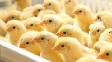 أسعار الكتاكيت البيضاء في بورصة الدواجن اليوم الثلاثاء 2 ديسمبر