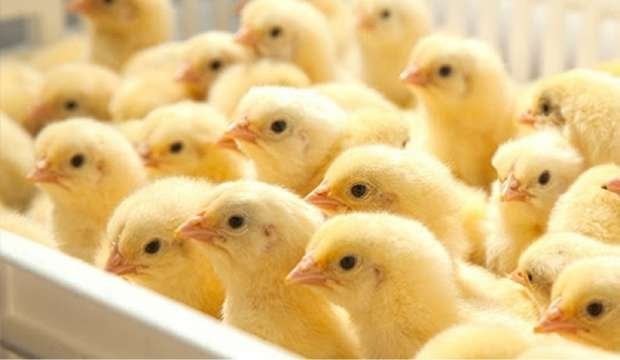 أسعار الكتاكيت البيضاء في بورصة الدواجن اليوم الثلاثاء 2 ديسمبر 2025