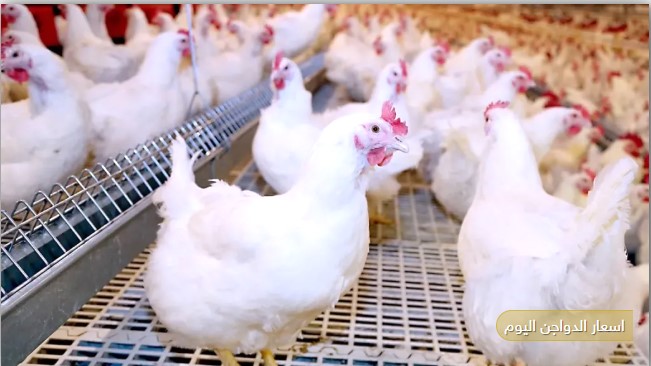 بعد التراجـــع .. بورصة الدواجن اليوم أسعار الفراخ البيضاء في المزارع وللمستهلك