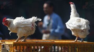 الدواجن السردة تهدد المستهلك وتحتاج لتوعية اقتصادية عاجلة