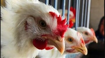 الفراخ البيضاء