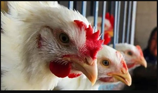 كشـــف بورصة الدواجن اليوم أسعار الفراخ البيضاء والبلدي للمستهلك في الاسواق