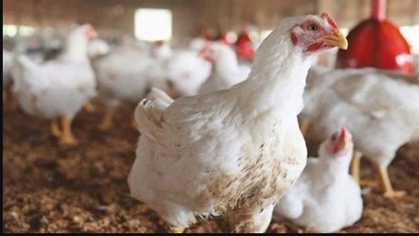 أنهيــار مٌربح للمستهلك .. بورصة الدواجن اليوم أسعار الفراخ البيضاء 14-12-2025