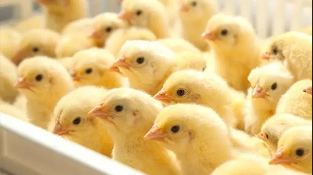 تـــراجع فــ نيوهوب .. سعر الكتكوت الأبيض اليوم عمر يوم 9-12-2025 في الشركات