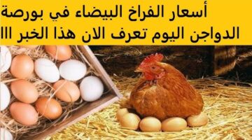 بورصة الدواجن اليوم أسعار الفراخ البيضاء 1