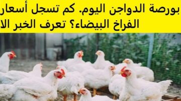 بورصة الدواجن اليوم أسعار الفراخ البيضاء
