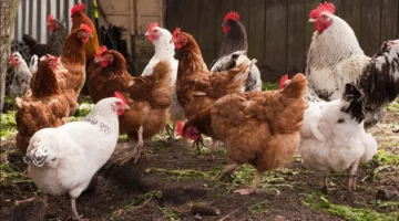 بورصة الدواجن اليوم أسعار الفراخ البيضاء اليوم