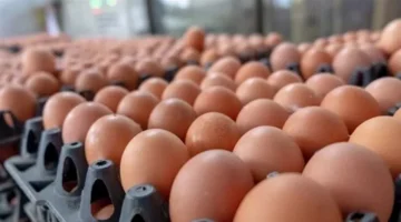 زيادة أسعار البيض في الأسواق اليوم الاثنين.webp