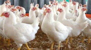 زيادة أسعار الدواجن في الأسواق اليوم الاثنين وفقًا لمصادر رسمية.webp