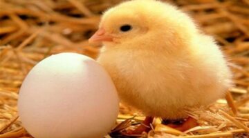 سعر الكتكوت الأبيض اليوم 1