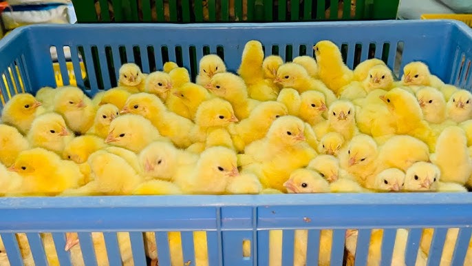 سعر الكتكوت الأبيض اليوم الاثنين 22 ديسمبر 2025 في الاسواق والشركات .. الساسو عمر يوم