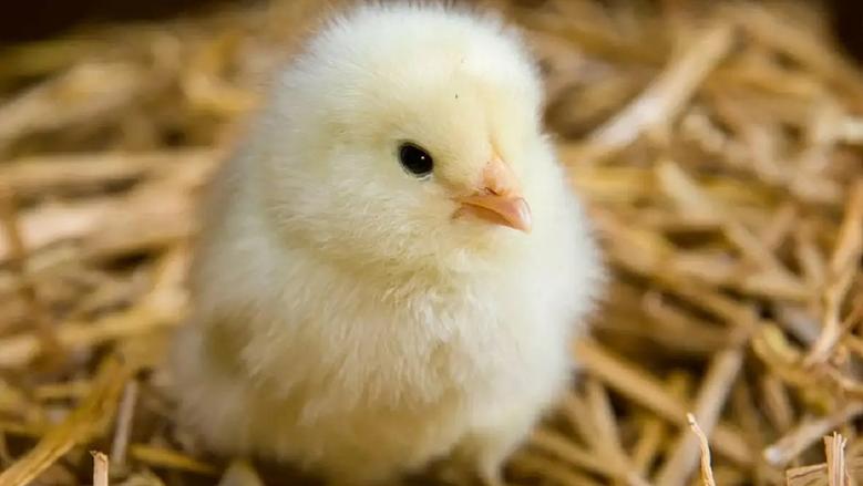 “عمر يوم” سعر الكتكوت الأبيض اليوم الاحد 28 ديسمبر 2025 في الاسواق تحديث يومي