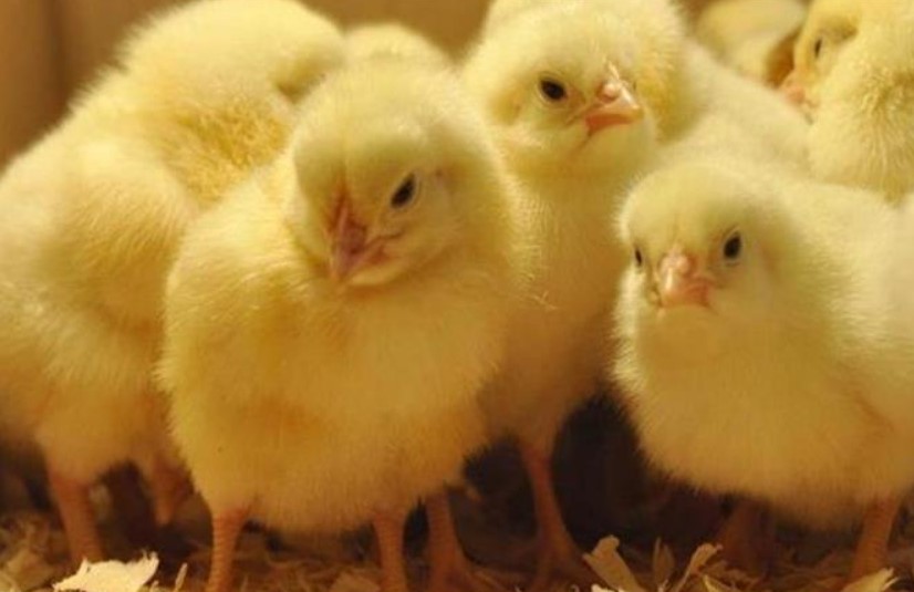 سعر الكتكوت الأبيض اليوم عمر يوم الاحد 21 ديسمبر 2025 في مصر داخل بورصة الدواجن