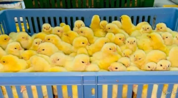 سعر الكتكوت الابيض