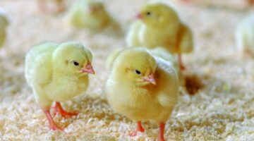 سعر الكتكوت الابيض اليوم 1