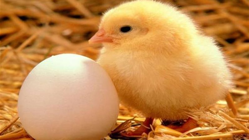 سعر الكتكوت الابيض اليوم عمر يوم الاربعاء 24-12-2025 في الاسواق والشركات