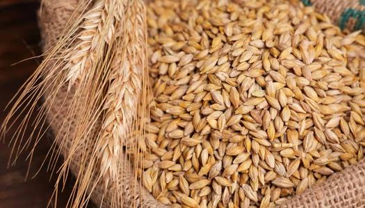 “فرحة التجار” سعر طن الأرز الشعير الأن 2025 في الاسواق المحلية رفيع وعريض الحبة