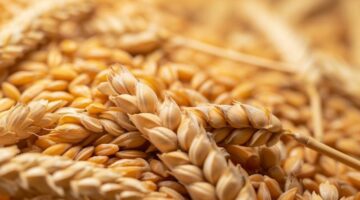 سعر طن الأرز الشعير اليوم 1