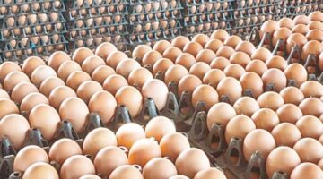 سعر كرتونة البيض اليوم للمستهلك