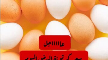 كرتونة البيض