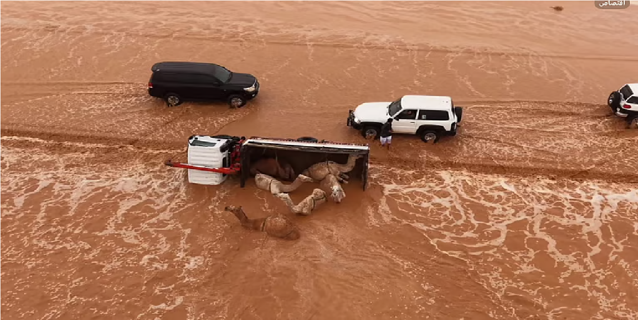 لحظات مرعبة شمال الرياض.. سيول وادي الطوقي تطيح بشاحنة إبل وتقلبها خارج الطريق