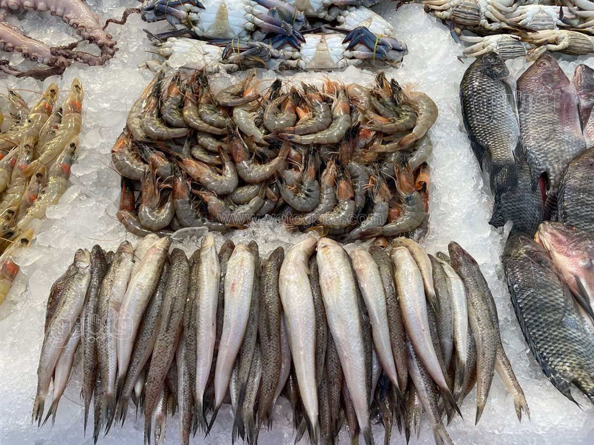 أسعار السمك في سوق العبور اليوم الجمعة 2 يناير 2025 بجميع الانواع والاصناف.. البلطي بـ 60 جنيهًا