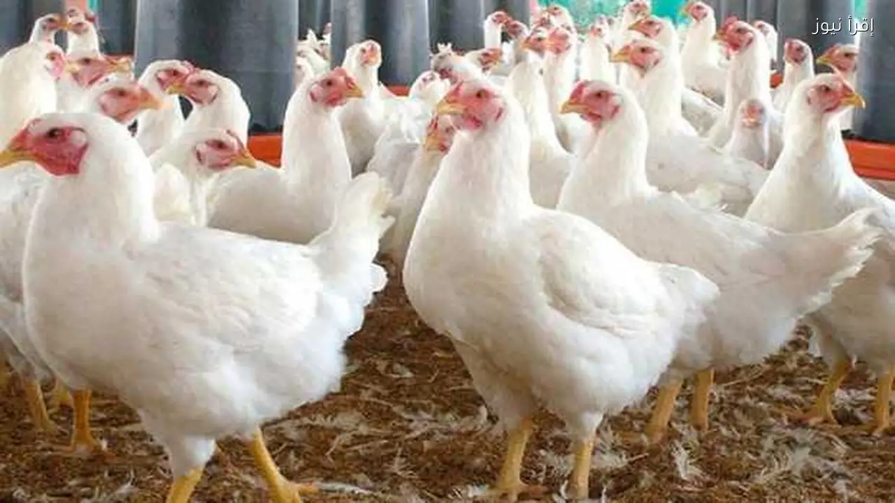أسعار الفراخ البيضاء والبلدي في مصر اليوم 77.5 و114 جنيه