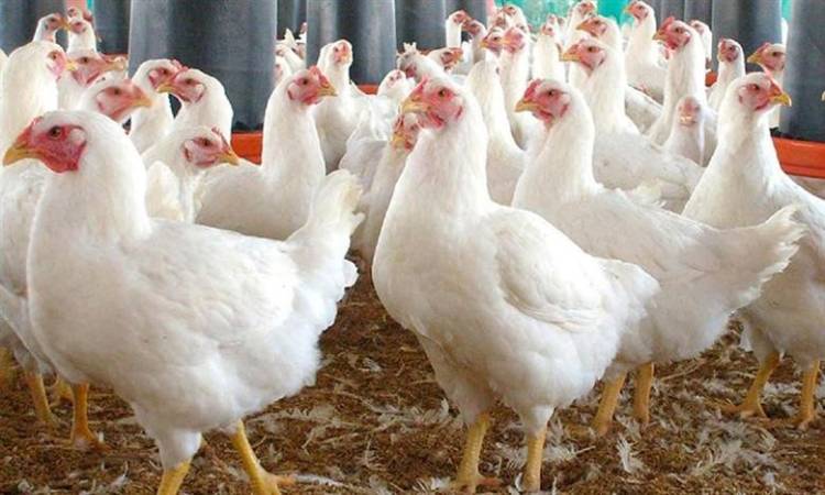 الفراخ البيضاء