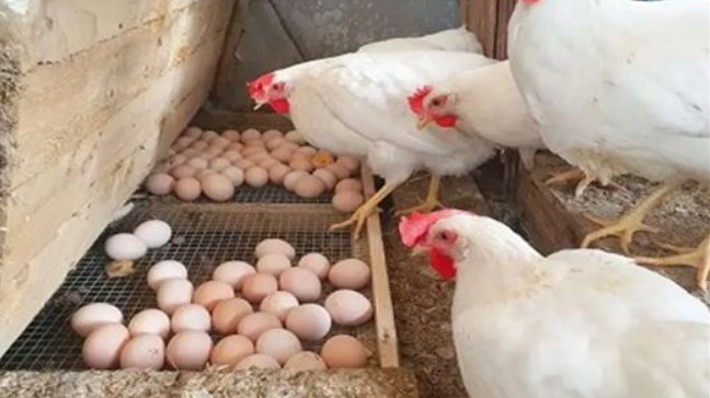 بورصة الدواجن اليوم أسعار الفراخ البيضاء الاحد 4 يناير 2026 واستقرار الأسواق المحلية
