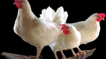 بورصة الدواجن اليوم أسعار الفراخ البيضاء