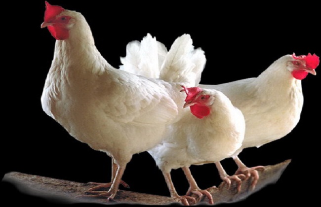 بورصة الدواجن اليوم أسعار الفراخ البيضاء اليوم الثلاثاء 6 يناير 2026 وتوقعات بارتفاعها