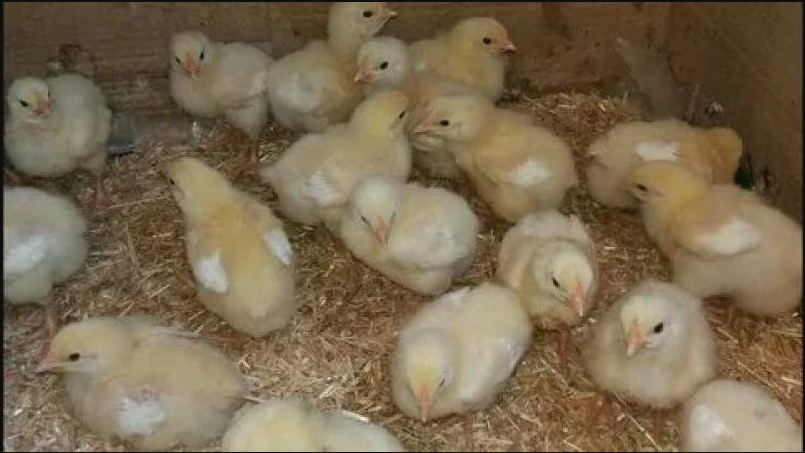 أشتري فـ الرٌخص .. اسعار الكتاكيت اليوم الأحد 4 يناير 2026 في الاسواق والشركات