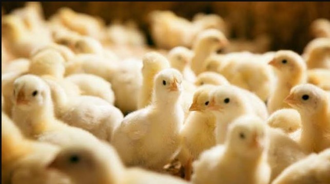 “التَاجر مذهول” سعر الكتكوت الأبيض اليوم الثلاثاء 6 يناير 2026 في الشركات