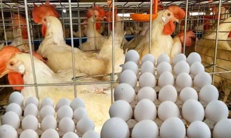 الدواجن والبيض